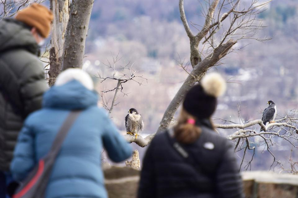 Bird watchers and photographers observe a female and male Peregrine Falcon at the State Line Lookout in the Palisades Interstate Park Commission in Alpine, N.J. on Thursday March 4, 2021.