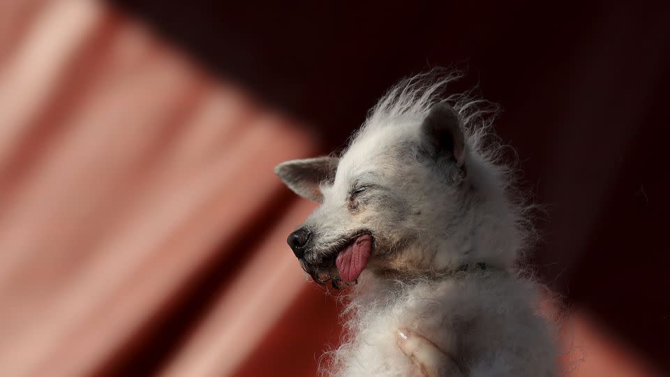 Daisy Mae came in third place. - Justin Sullivan/Getty Images