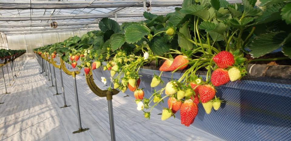 AP Garden Strawberry Farm @facebook