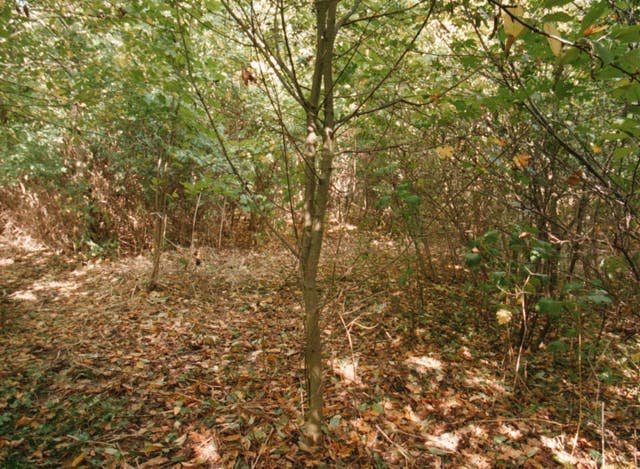 The copse in Peterborough where Rikki Neave's body was found 