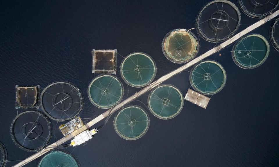 <span>Salmon farmed in round nets in a natural environment at Loch Awe in Argyll and Bute.</span><span>Photograph: Richard Johnson/Alamy</span>