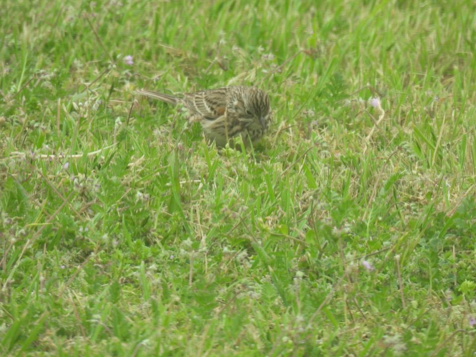 Vesper sparrow