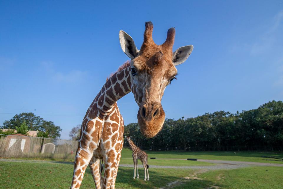 Georgia, an adult giraffe, is curious about the safari truck as (back) Sierra, a female giraffe born on June 2, 2020 and the most recent of four calves born in the span of one year, explores the Wilde Plains section of the safari with the giraffes, including her mother, Muraya, and two of the other young giraffes in this "baby boom," Phyllis and Embu, at Six Flags Wild Safari in Jackson, NJ Wednesday, August 12, 2020.