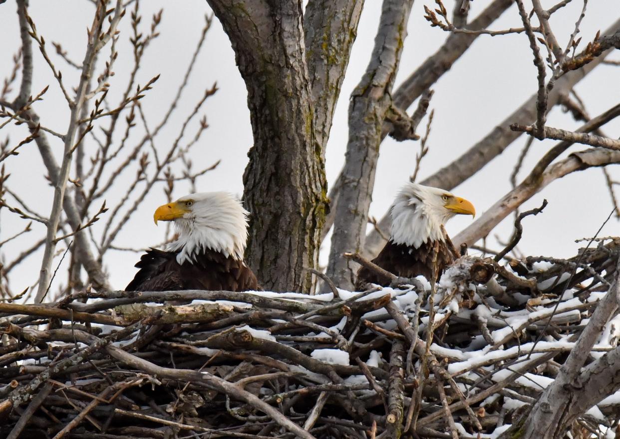 Bald eagles typically lay eggs and incubate in February and March.