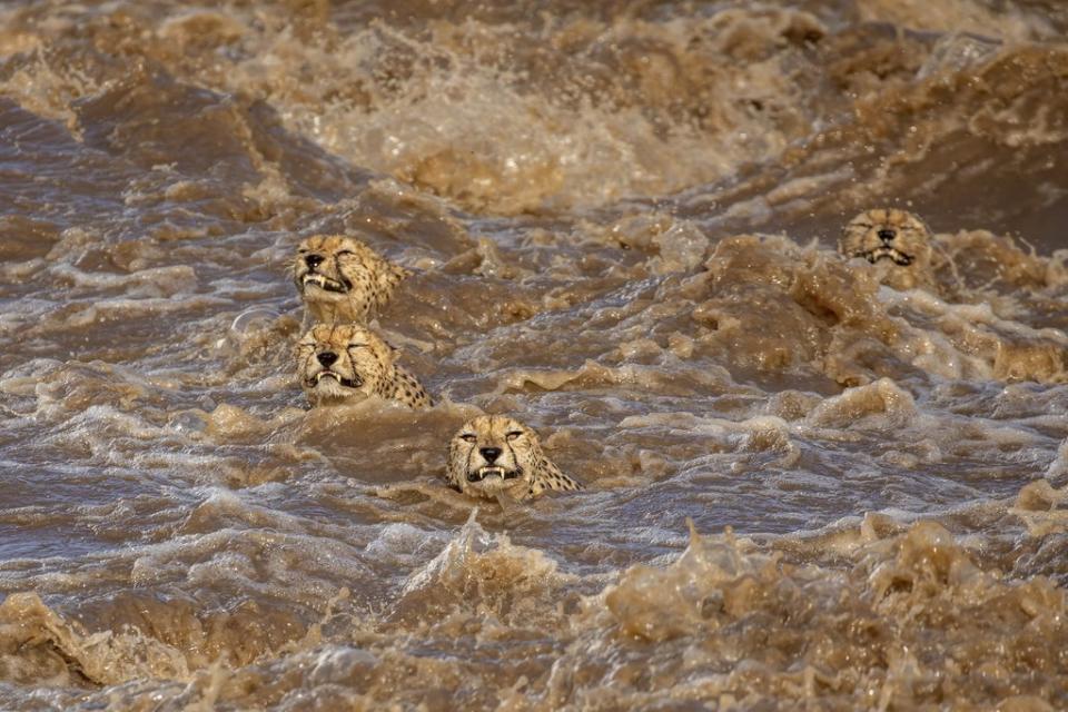 The great swim by Buddhilini de Soyza (Buddhilini de Soyza/Wildlife Photographer of the Year)