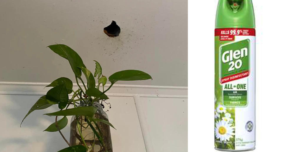 Hole in ceiling of house (left) Aerosol can of Glen 20 disinfectant (right)