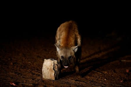 A hyena reacts to the camera as it is being fed by Abbas Yusuf, 23, known as Hyena Man, on the outskirts of the walled city of Harar, Ethiopia, February 23, 2017. REUTERS/Tiksa Negeri