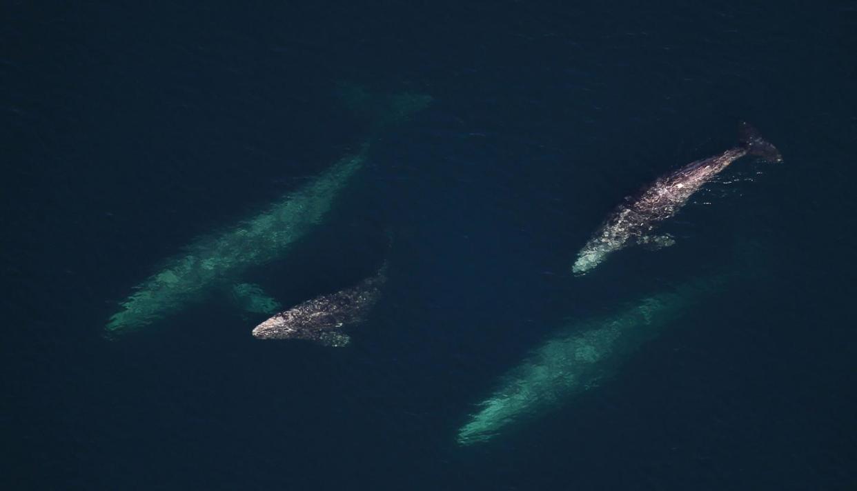 California gray whales like these mothers and calves are 4.3 times more likely to strand themselves during a burst of cosmic radio static from a solar flare, further evidence that they navigate by Earth's magnetic field.