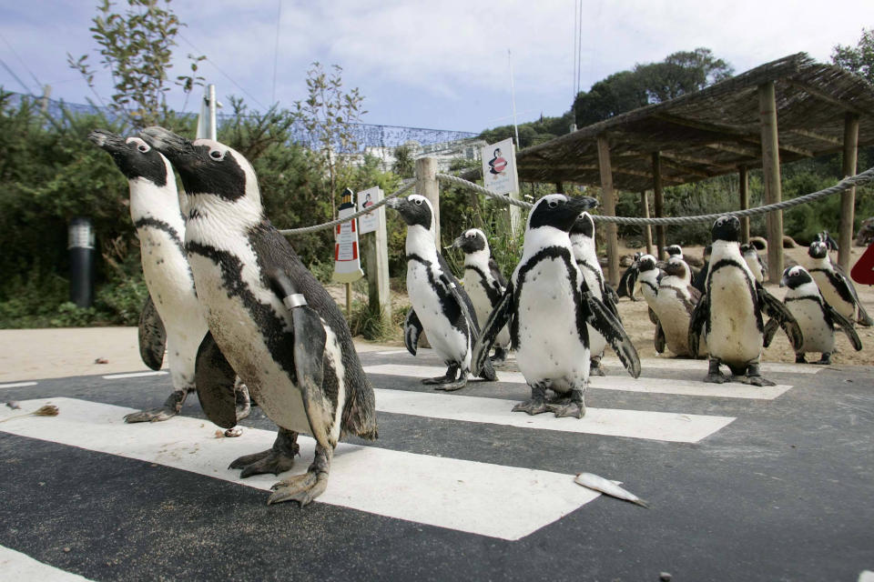 The penguin enclosure at the Living Coasts in Torquay, Devon. (SWNS)