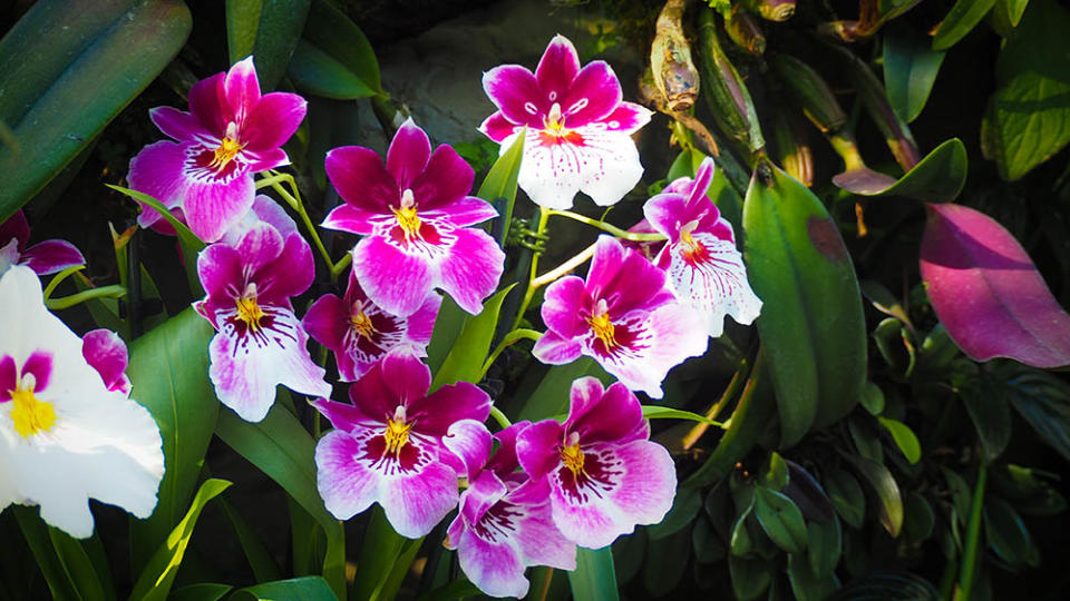 新加坡植物園（Image Source : Getty Creative/iStockphoto）