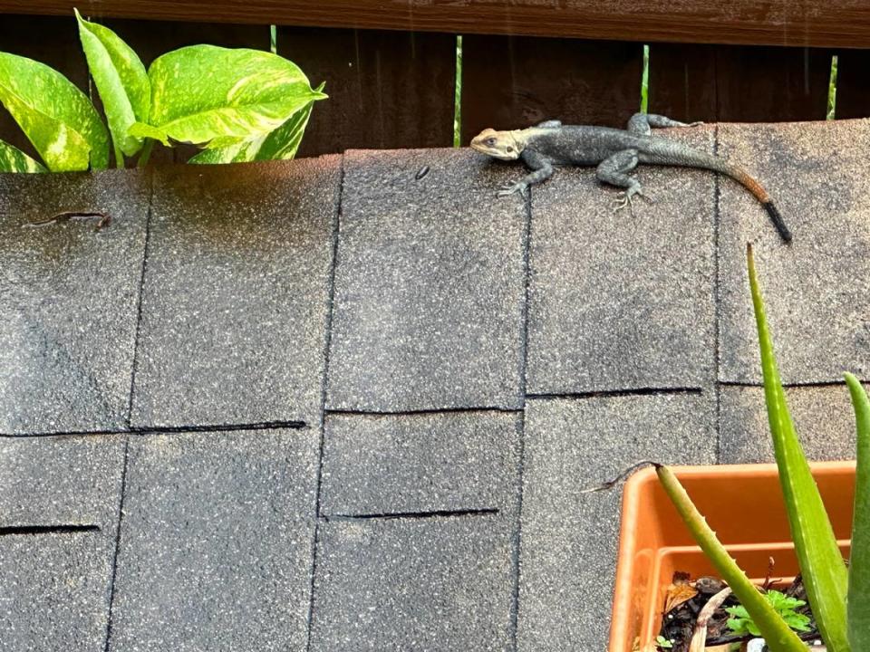 El profesor de biología e investigador de la Universidad de Miami estima que el lagarto de cola rizada, como este que atrapa un poco de lluvia encima de un cobertizo de patio trasero en el área de Kendall en agosto, aumentó 22 veces en Miami-Dade entre 2017 y 2022.