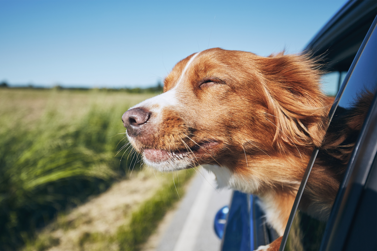 dog traveling in a car with head out window