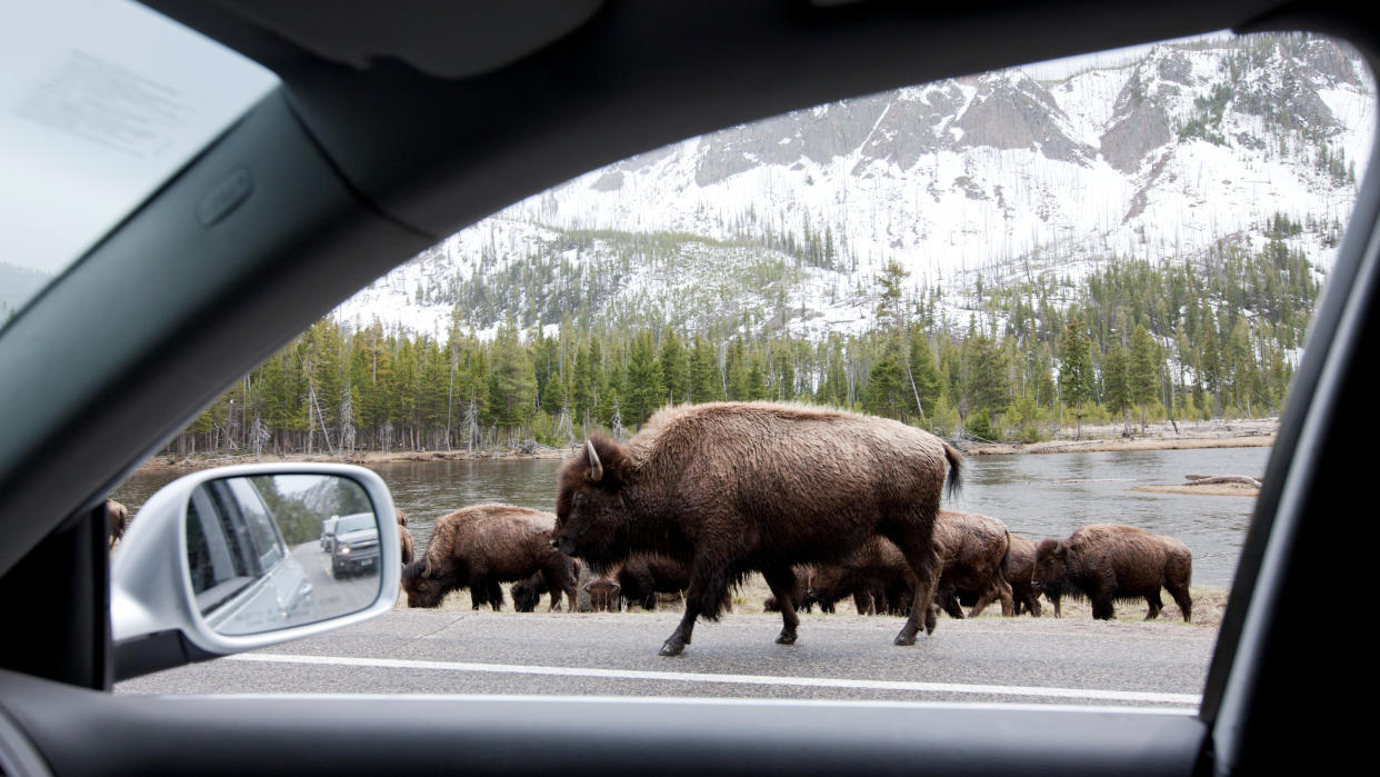  Bison on road at Yellowstone National Park, seen through car window. 