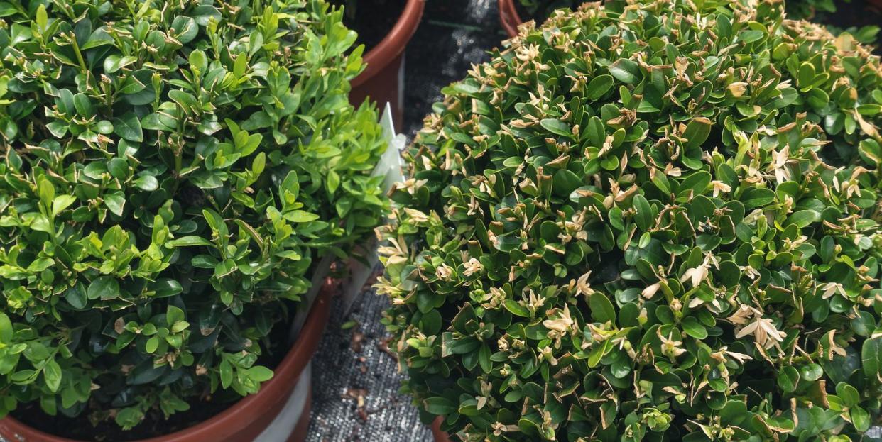 young buxus sempervirens deco ball in garden nursery center ornametal box plant or boxwood in flower pots spring time close up, selective focus