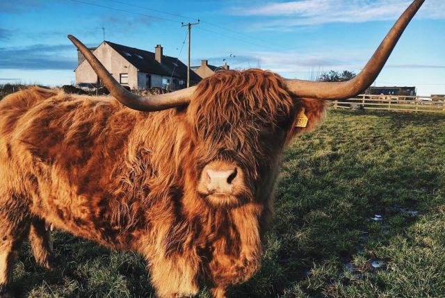 Where to see Highland cows in Scotland