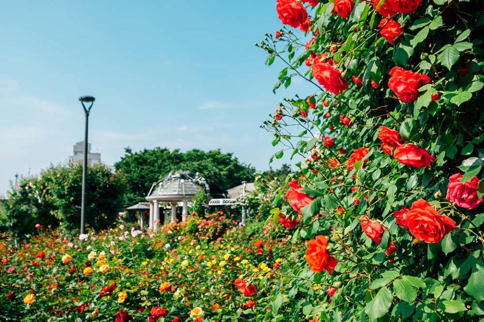 中浪玫瑰花園（Image Source : Getty Creative）