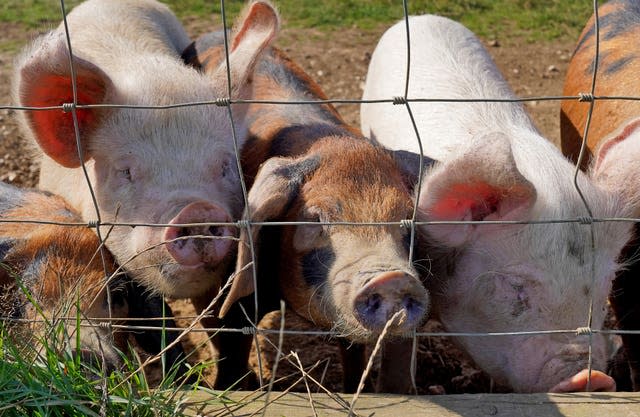 Pigs on a pig farm near Ashford in Kent (Gareth Fuller/PA)