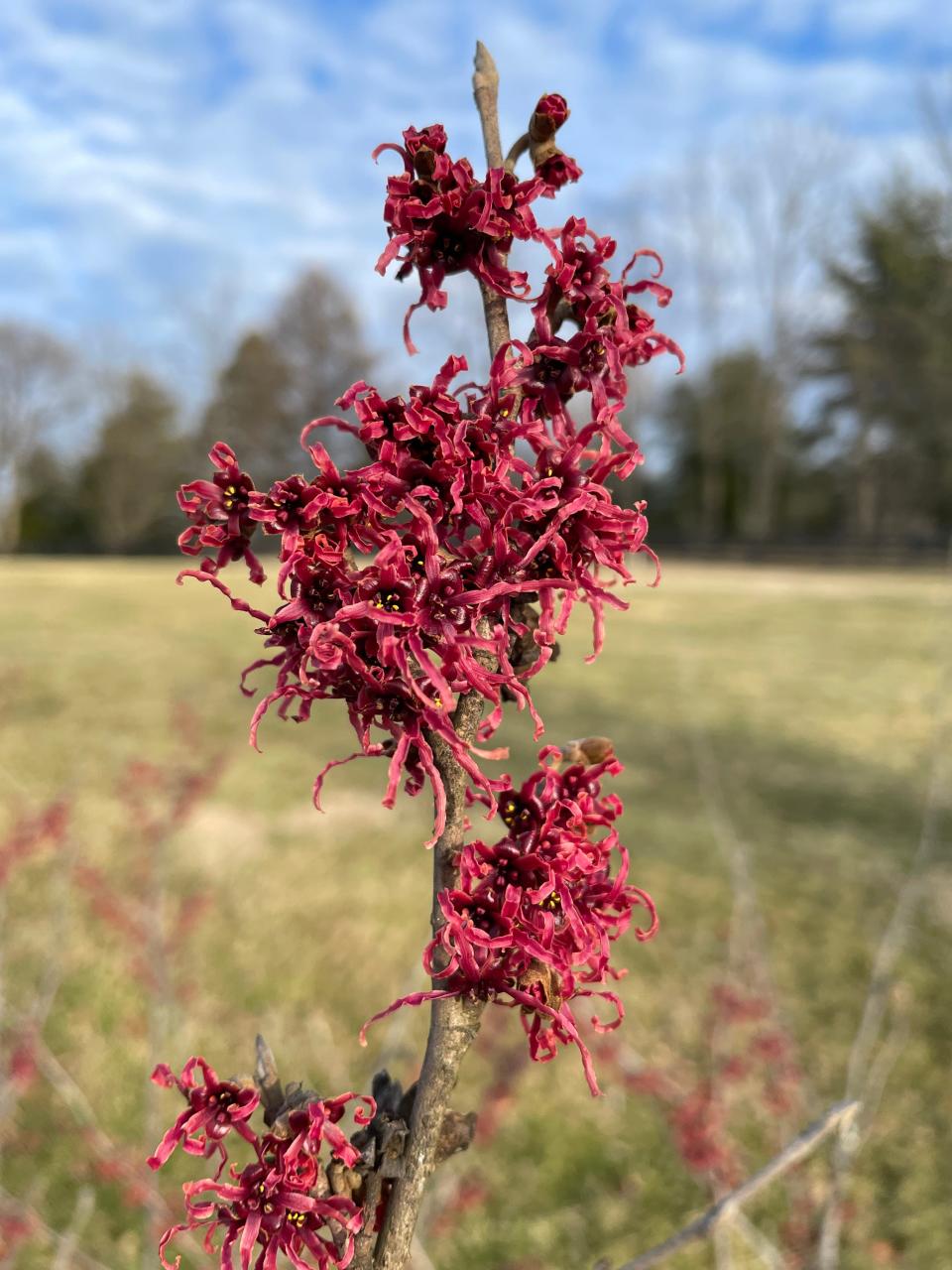 Less common but no less showy, Birgit is one of the very best red-flowered witch hazels.