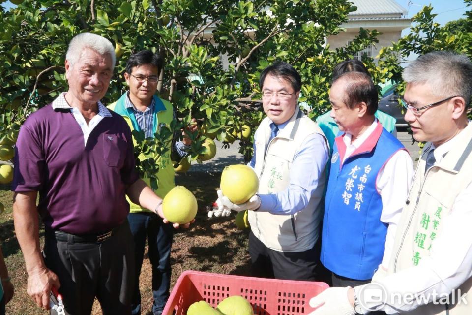 台南市長黃偉哲化身一日農夫，前往麻豆現採及大口品嘗香甜多汁的紅柚，向全國朋友推薦吃台南紅柚正是時侯。 圖：黃博郎／攝（資料照片）