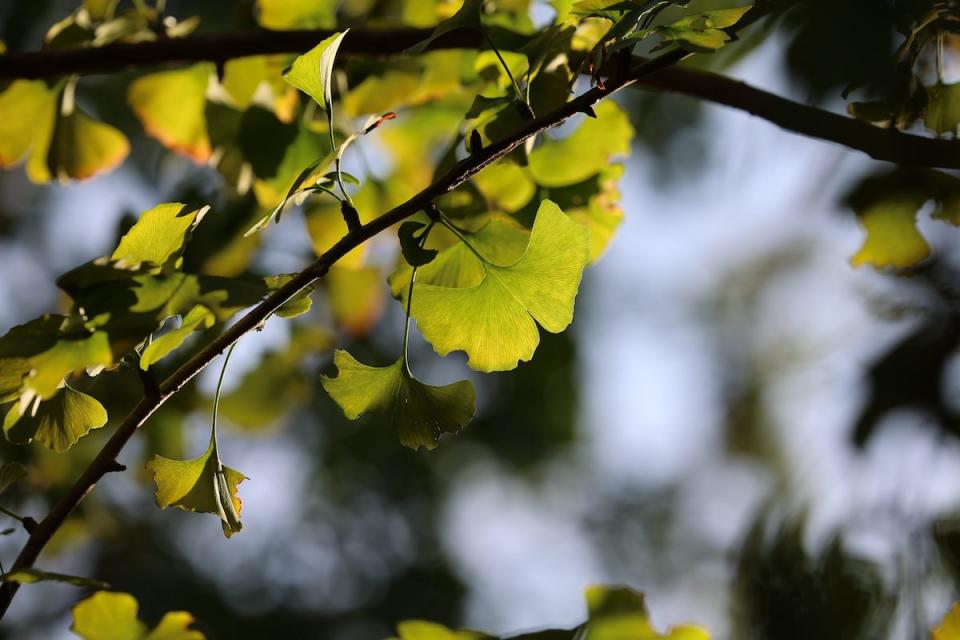 （圖片來源：台北市政府工務局公園處）