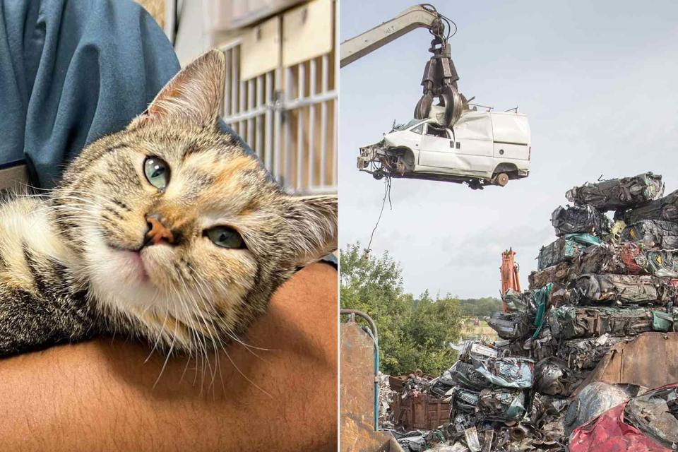 <p>Brother Wolf Animal Rescue; Getty</p> Lilly the cat (left) and a stock photo of a car crusher at a junkyard (right)