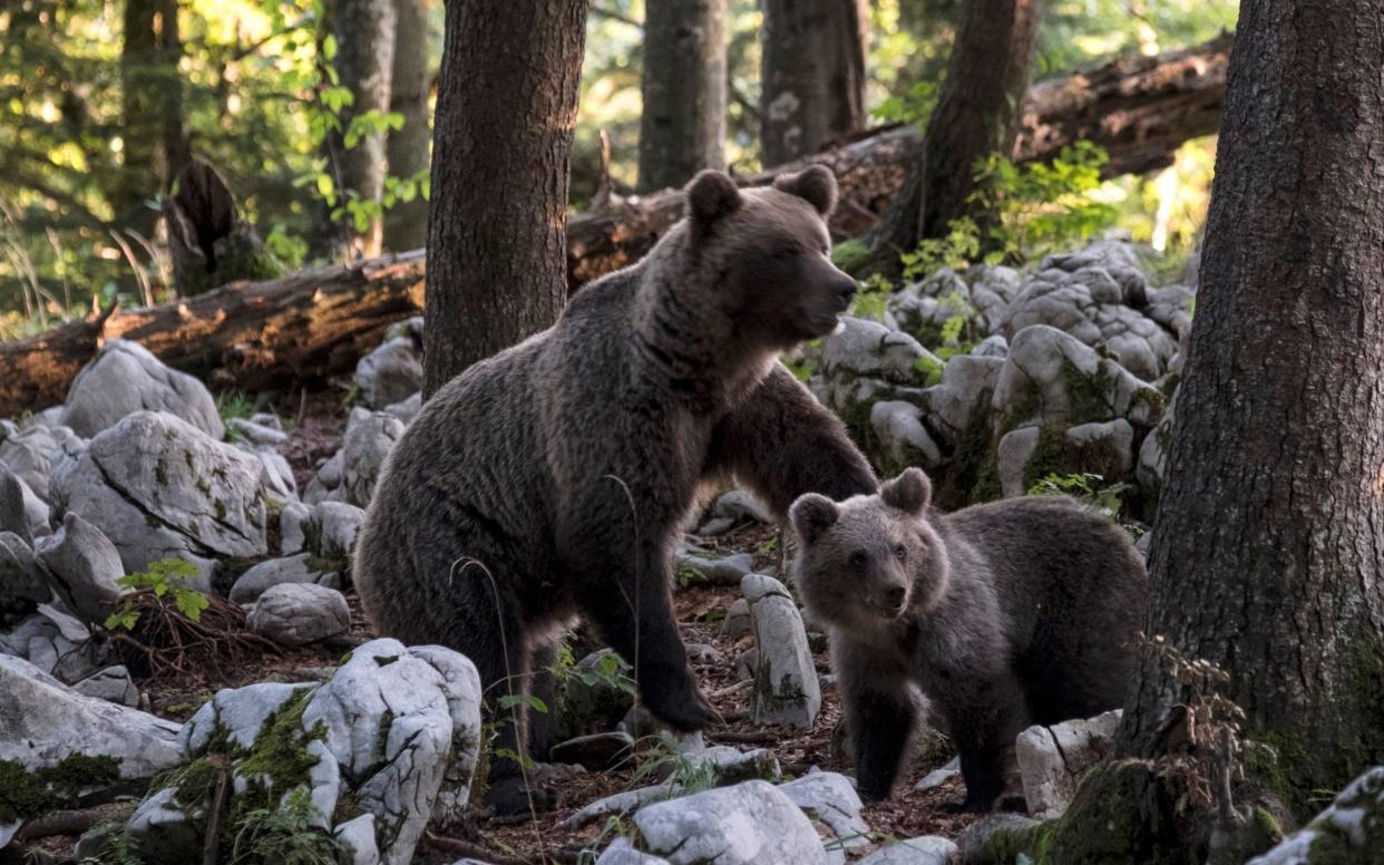 Bears were reintroduced to Italy from Slovenia in the 1990s - Getty Images Europe