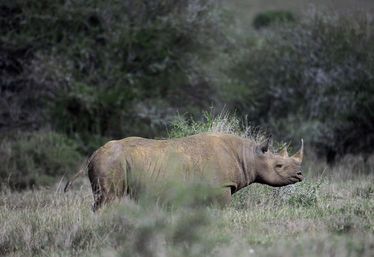 There are around 5,000 black rhino left in Africa with South Africa's population sitting at 1,893, according to the International Union for Conservation of Nature