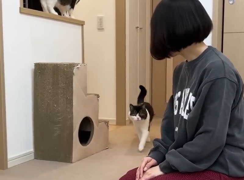 ▲貓：你誰啊？（走過）（圖／Youtube：スコスコぽこ太郎&うま次郎〜猫ちゃんねる〜）