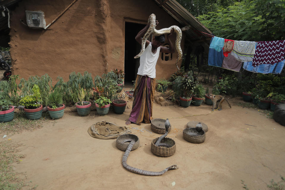 A Sri Lankan Telugu man Masannage Raja lifts a python as he cleans his snakes outside his dwelling in Kalawewa, Sri Lanka, Tuesday, June 16, 2020. Sri Lanka's Telugu community, whose nomadic lifestyle has increasingly clashed with the modern world, is facing another threat that could hasten its decline: the COVID-19 pandemic. (AP Photo/Eranga Jayawardena)