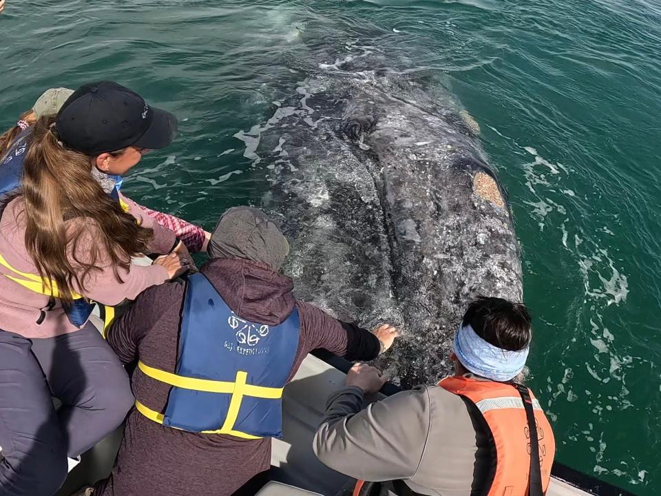 Three people leaning over the edge of a boat to touch a gray whale. 