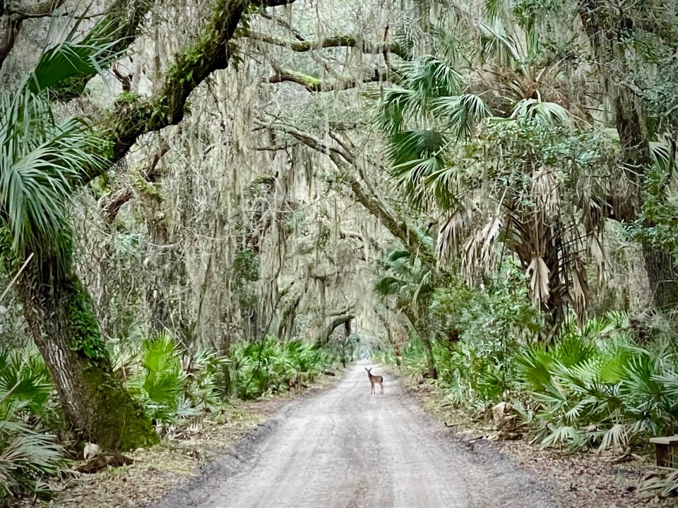 A deer crosses the main road on Cumberland Island National Seashore.