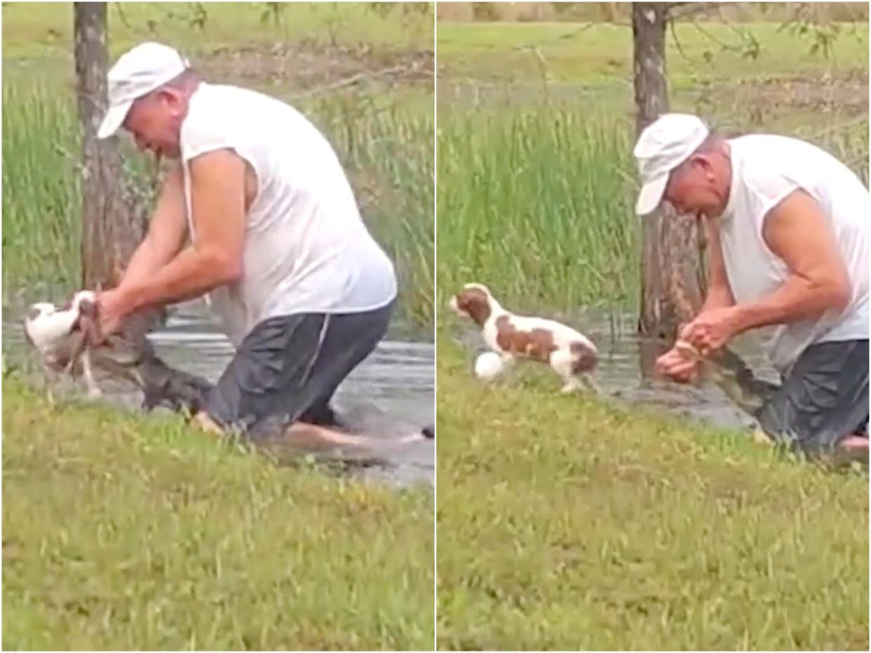 Puppy alligator rescue thumb