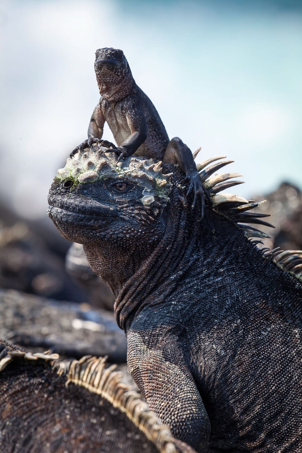 A hatchling marine iguana