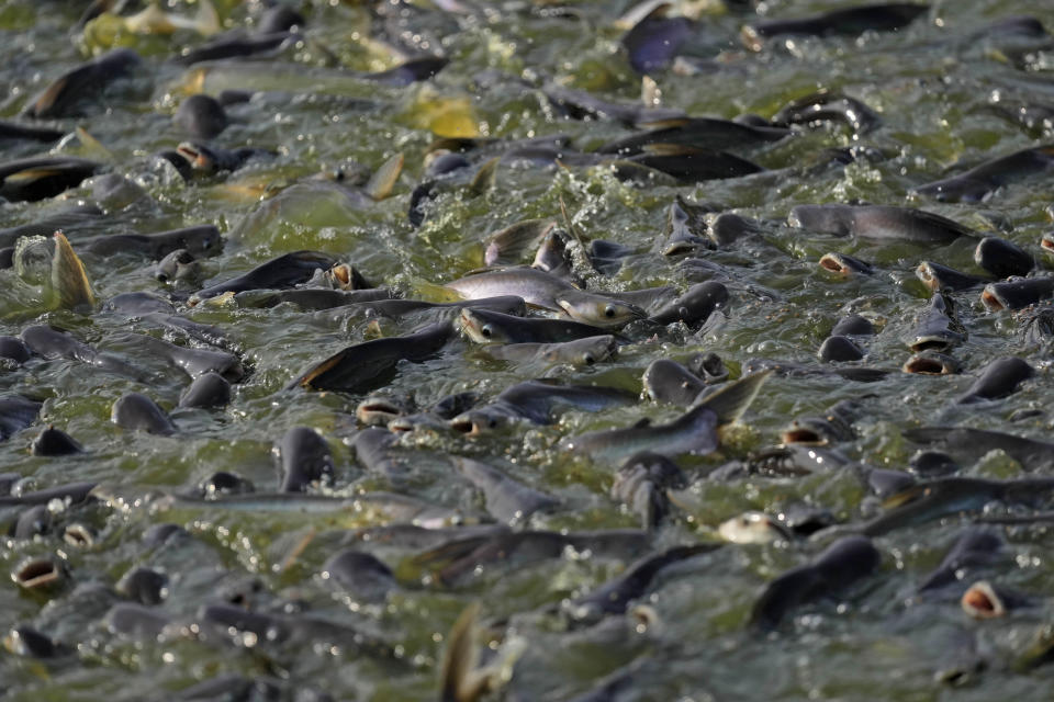 Catfish swim in a pond at a fish farm in Belitang, South Sumatra, Indonesia, Sunday, July 23, 2023. (AP Photo/Dita Alangkara)