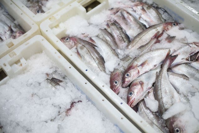 Trays of fish at Peterhead Fish Market in Aberdeenshire (Michal Wachucik/PA)