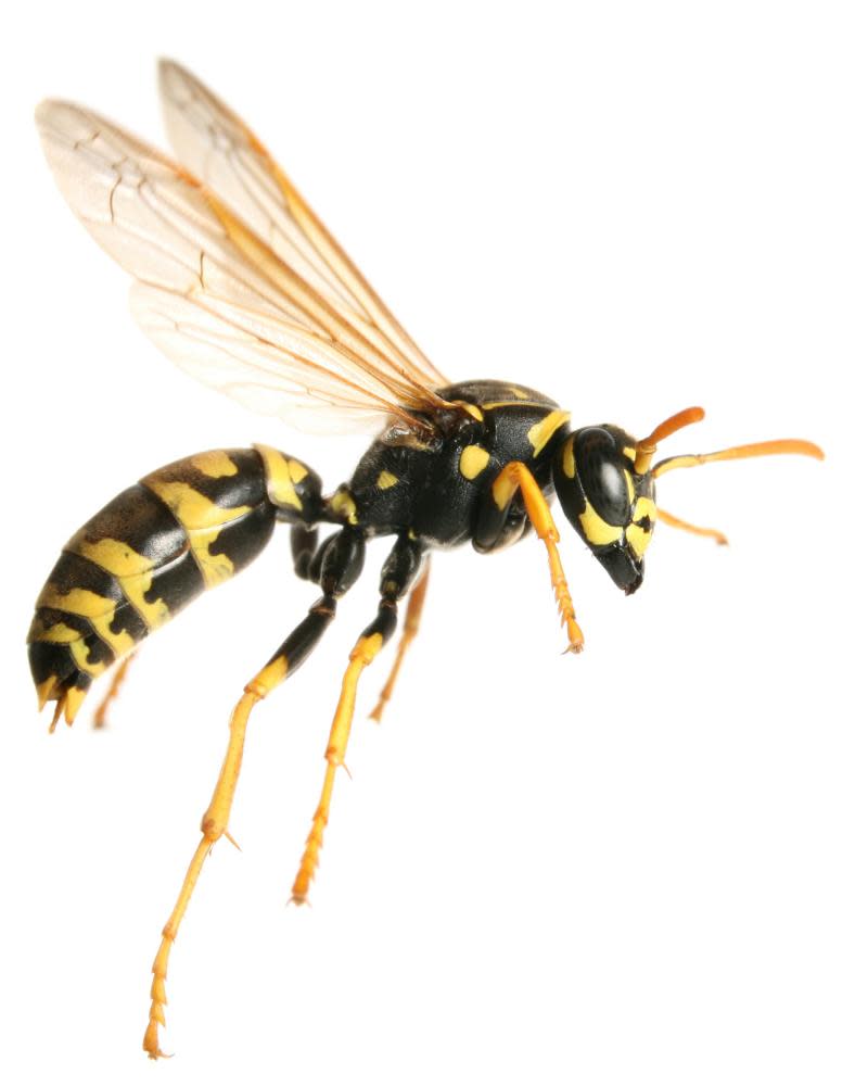 Sting in the tail … no summer picnic would be complete without a cheerfully buzzing black-and-yellow visitor.