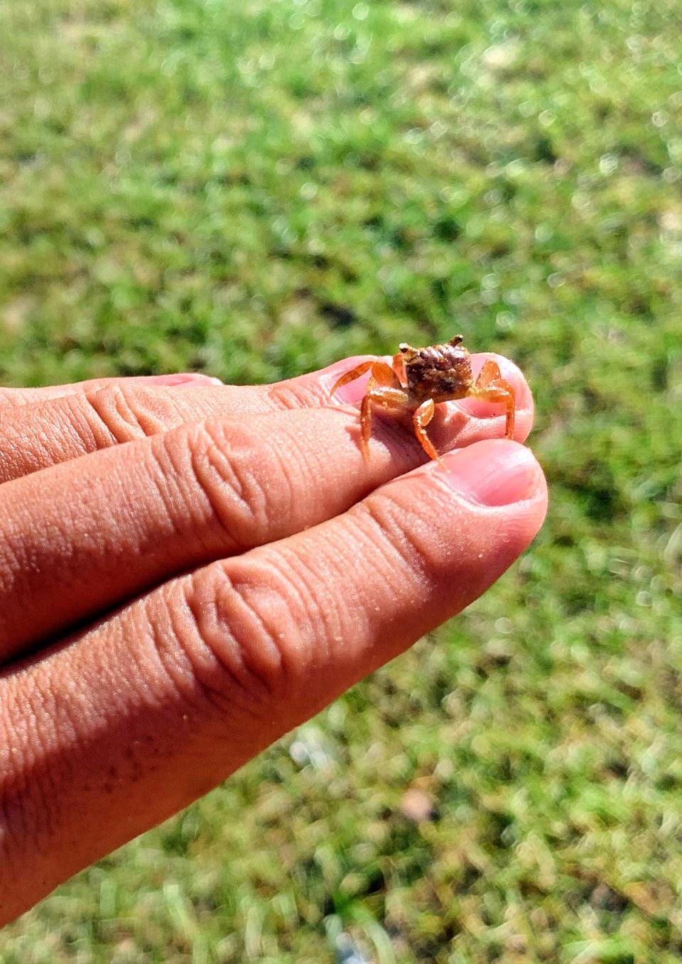 沙泥灘生機處處，有尖螺、寄居蟹甚至活化石馬蹄蟹等小生物。
