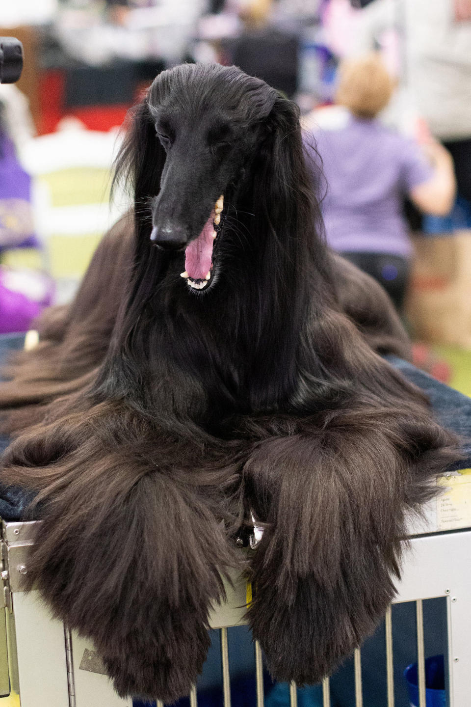 Image: dog canine yawn afghan hound hairy (Kena Betancur / AFP - Getty Images)