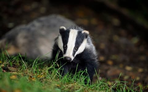 Wild badgers are being culled because they spread Bovine TB - Credit: &nbsp;Ben Birchall/PA