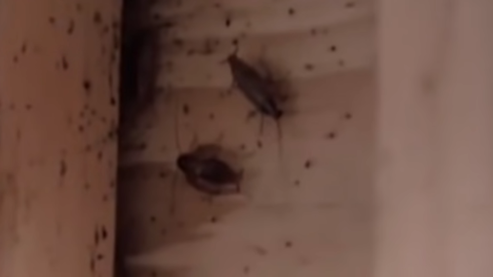 The cockroaches in Dillon's restaurant in Kitchen Nightmares.