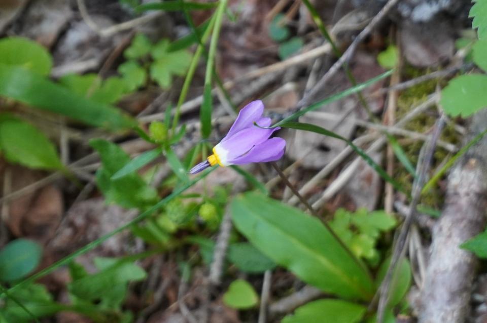 A shooting star wildflower grows in the Colorado mountains.