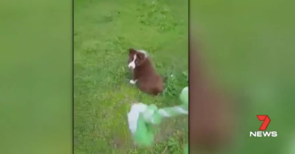 Thunder was a playful dog, according to his owner. Source: 7 News