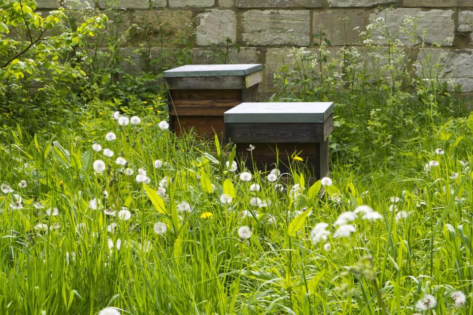 FILE PHOTO: Some organizations want homeowners to let their grass grow for the next month to help pollinators thrive.