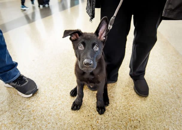 PHOTO: The dog's name, Polaris, means North Star. (Courtesy of United Airlines)