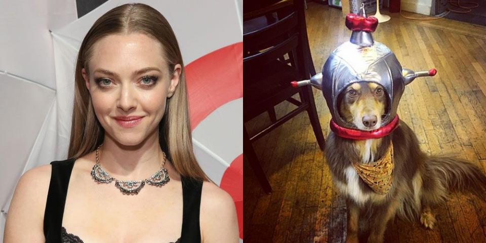 Amanda Seyfried's Dog, Finn