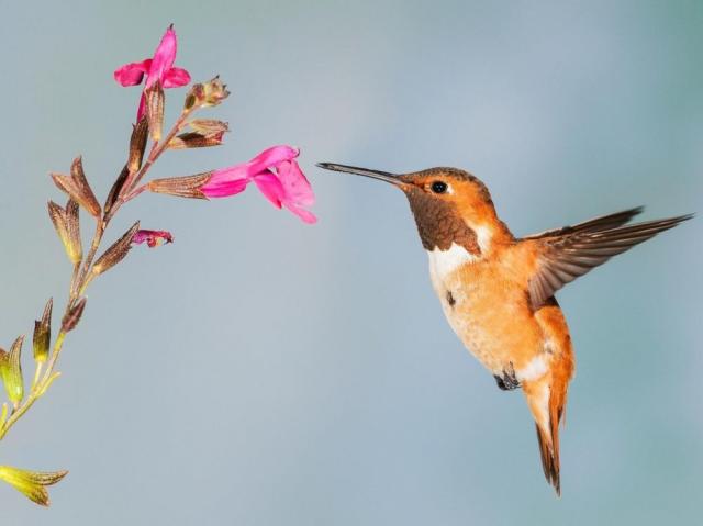 Comment les colibris réussissent à éviter les collisions en vol