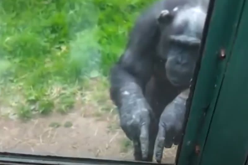 ▲動物園內黑猩猩對遊客比手語求釋放，眾人見影片心碎，網友卻曝反轉結局。（圖／Youtube：The Dodo） 