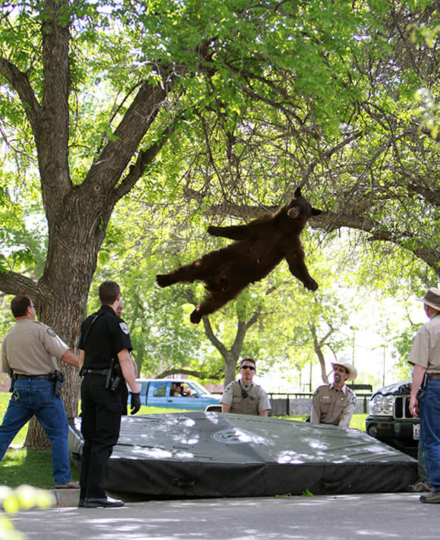 Sedated bear falling out of tree