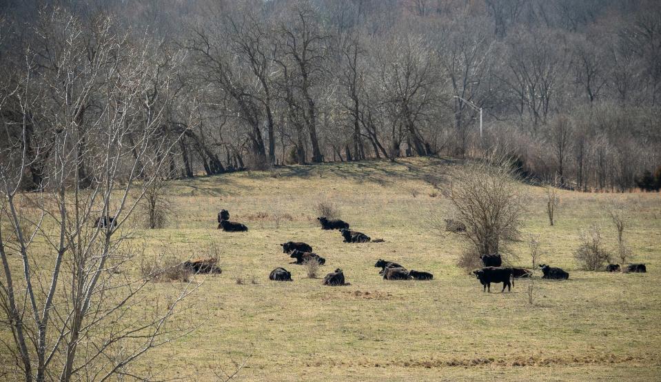 Cows dot a field between Hunter Valley Road and Ind. 46 on Thursday, Feb. 29, 2024. Monroe County commissioners are hunting for a site to build a new jail and are considering this undeveloped area northwest of Bloomington.