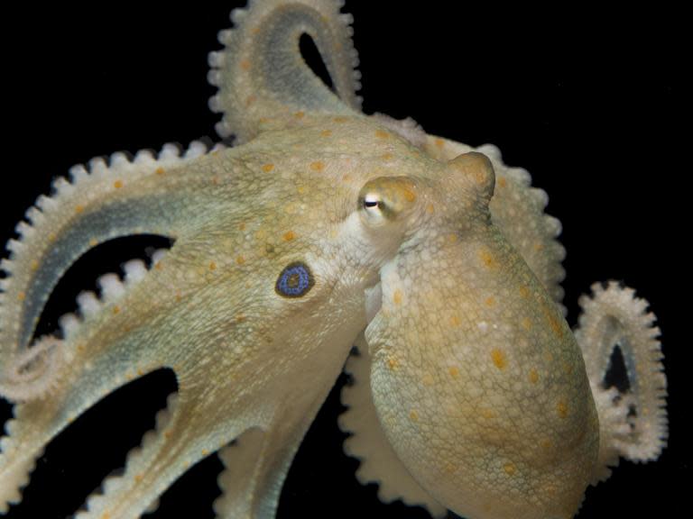 Octopuses given ecstasy by scientists become more friendly and sociable, study finds